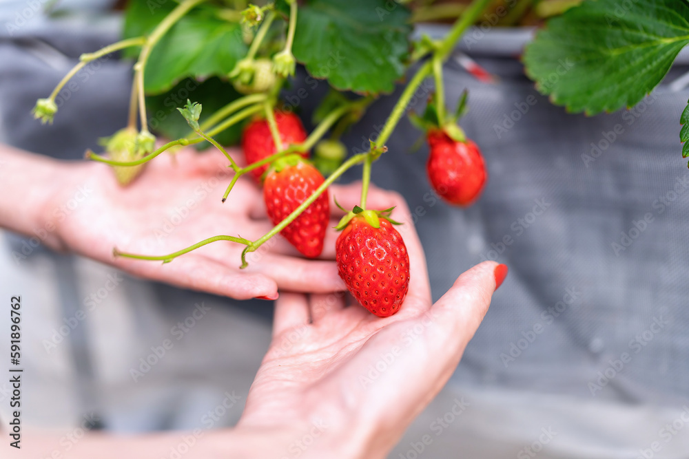 Obraz premium Biologist holding strawberries in plant nursery spray fertilizer water to young strawberry