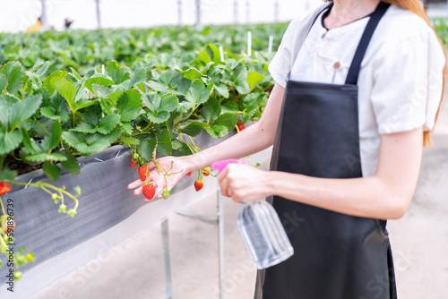 Biologist holding strawberries in plant nursery spray fertilizer water to young strawberry