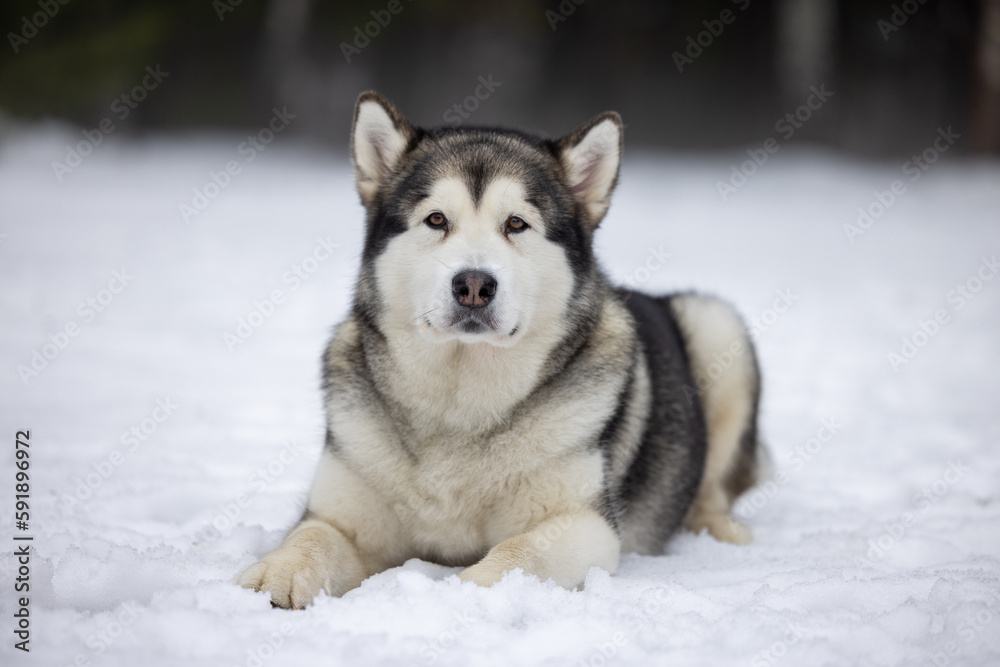 Malamute Dog Is Sitting on Snowy Ground in Winter. Outdoor Portrait Photo Shoot.