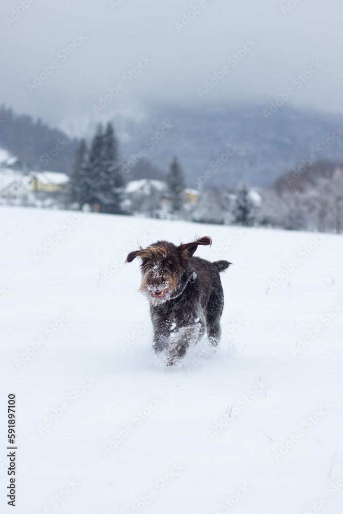 Bohemian wirehaired pointing griffon dog running through frozen and snowy fields with joy and enthusiasm puppy. Fetching. Finding scent trails