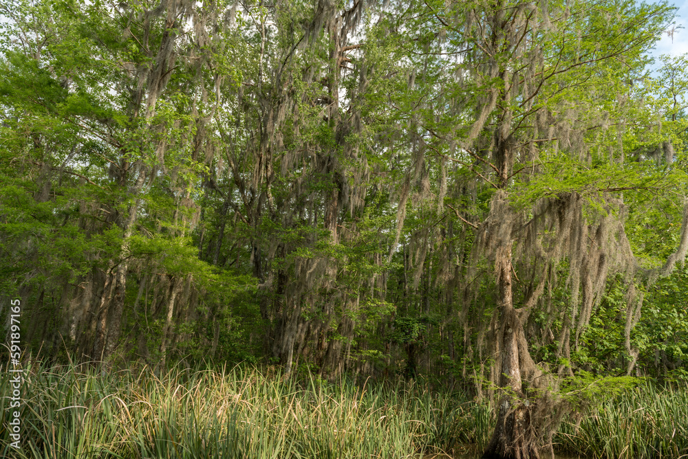 Honey Island Swamp Tour With Jungle Forest and Tree in New Orleans, Louisiana Honey Island Swamp Tour With Jungle Forest and Tree in New Orleans, Louisiana