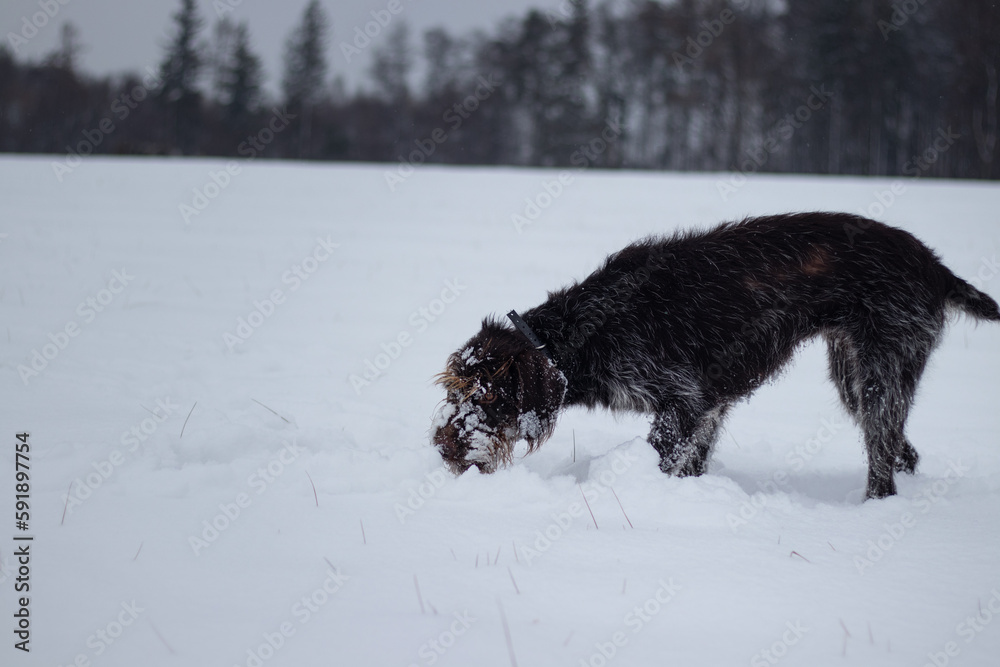 Naklejka premium Bohemian wirehaired pointing griffon dog running through frozen and snowy fields with joy and enthusiasm puppy. Fetching. Finding tracks