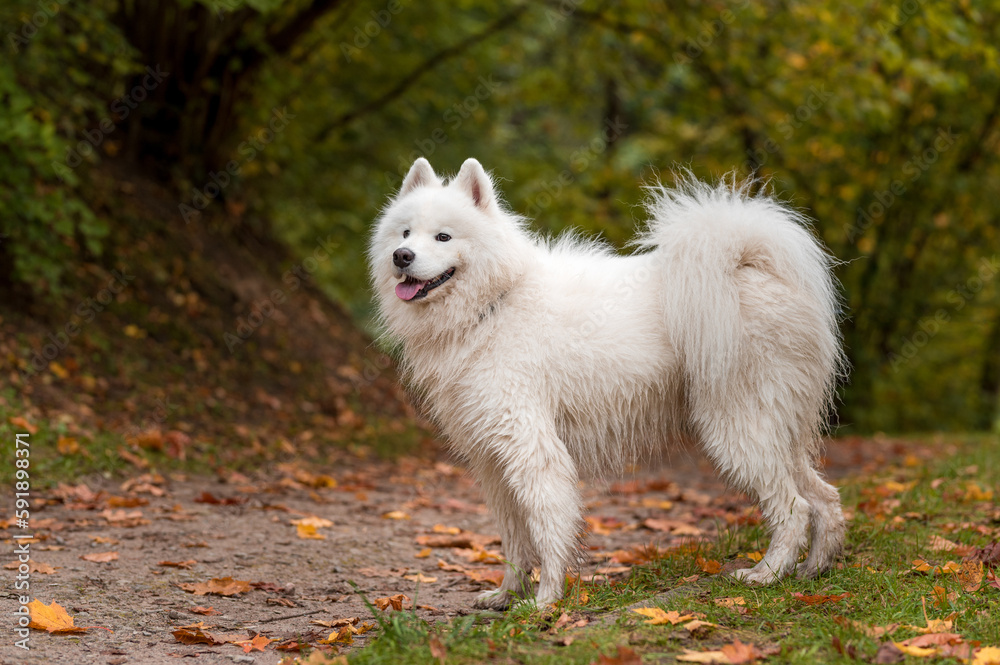 Wet Samoyed Dog Walks on the grass. Autumn Maple Leaves in Background. Wet Samoyed Dog Walks on the grass. Autumn Maple Leaves in Background.