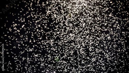 Mayfly Insect in the Night Sky. Street Light And Many Mayfly
