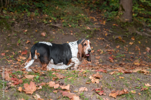 Fototapeta Naklejka Na Ścianę i Meble -  Basset Hound Dog Walks on the Path. Portrait.