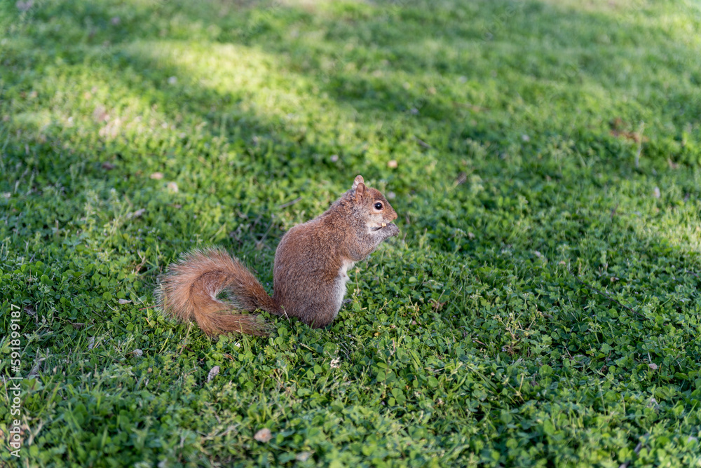 Squirrel in the park. Sitting on the grass and eating peace of food Squirrel in the park. Sitting on the grass and eating peace of food