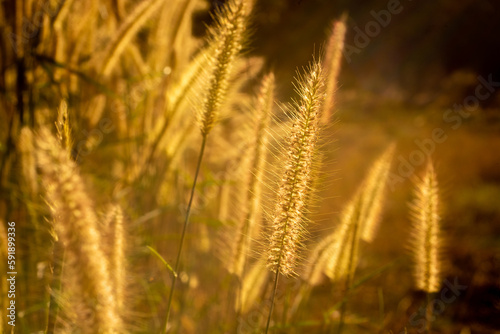 golden wheat field