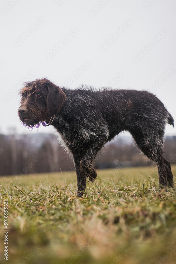 Bohemian wirehaired pointing griffon dog captured in his hunting instinct. Preparing for the final jump on the prey. The cycle of wild life Bohemian wirehaired pointing griffon dog captured in his hunting instinct. Preparing for the final jump on the prey. The cycle of wild life