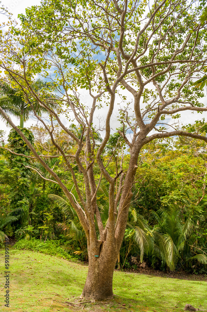 Tree in Andromeda Gardens in Barbados.