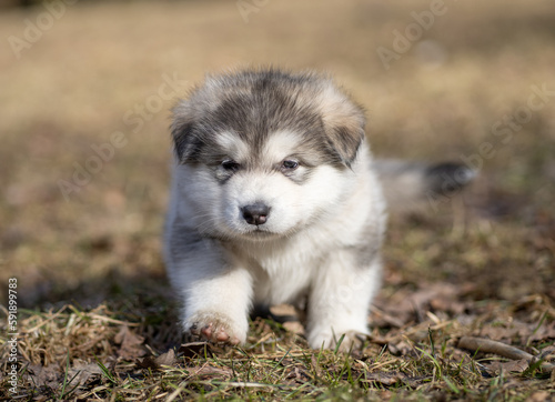 Alaskan Malamute Puppy. Closeup Portrait. Walking on the Grass. Young Dog © Mindaugas Dulinskas