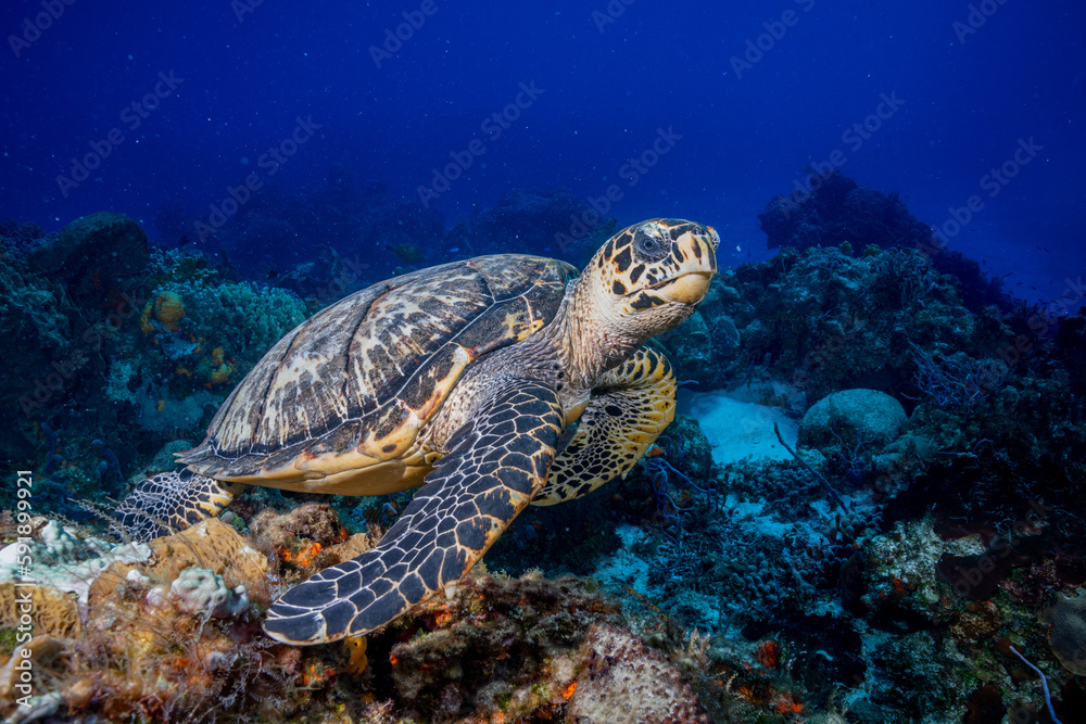 Hawksbill sea turtle 