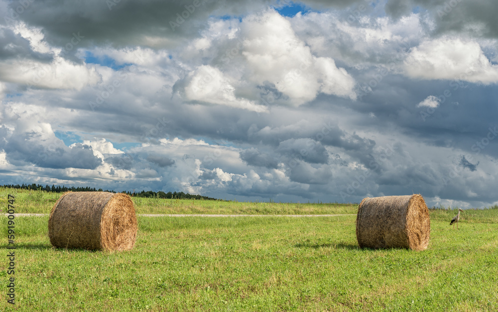 Wrapped Round Brown Hay Bales Field. Rural Area. Landscape. Cloudy Sky and Walking Stork on the left.