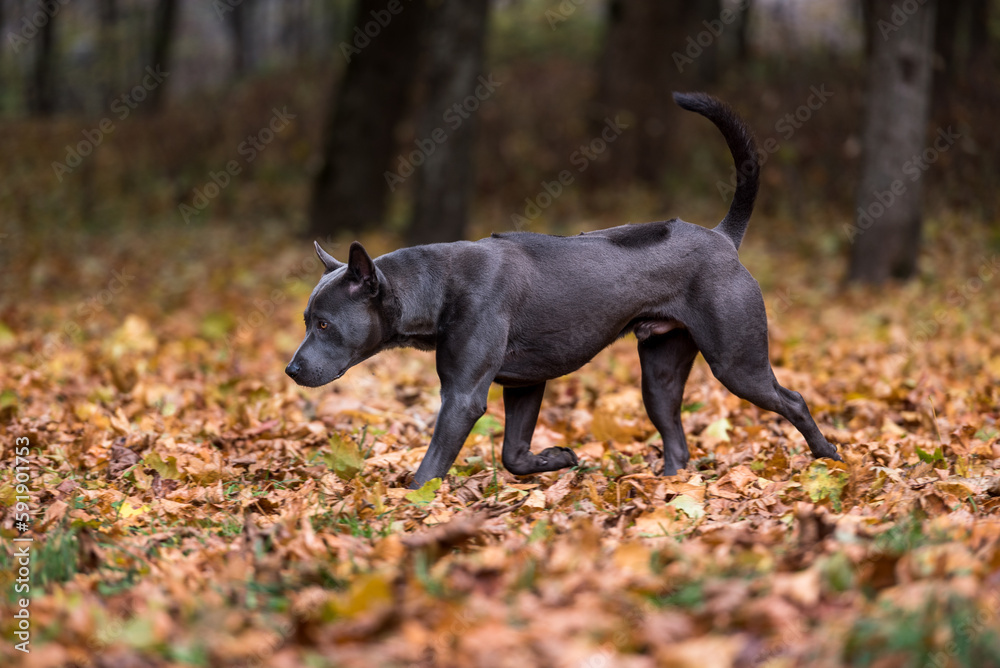 Thai Ridgeback Dog is Playing on the Autumn Leaves Ground. Thai Ridgeback Dog is Playing on the Autumn Leaves Ground.