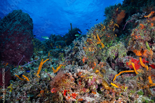 Mesoamerican Reef © Griffin