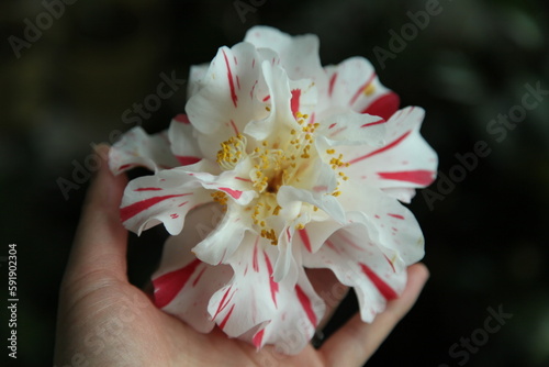 camellias 'princess masako' photo