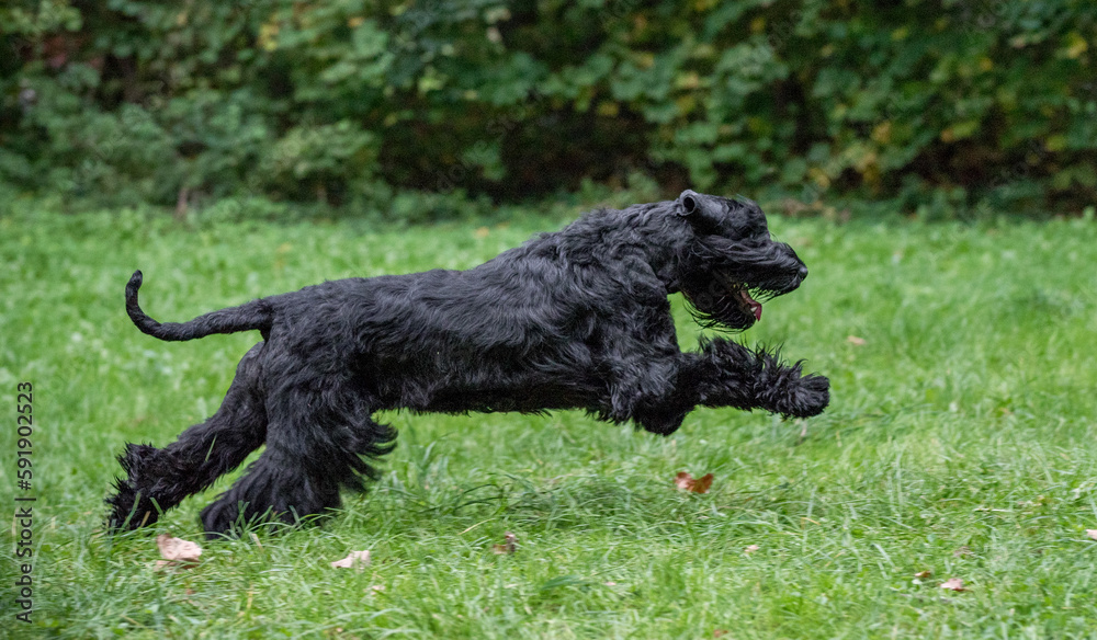 The Giant Schnauzer breed dog Running on the grass. Also known as Riesenschnauzer. The Giant Schnauzer breed dog Running on the grass. Also known as Riesenschnauzer.