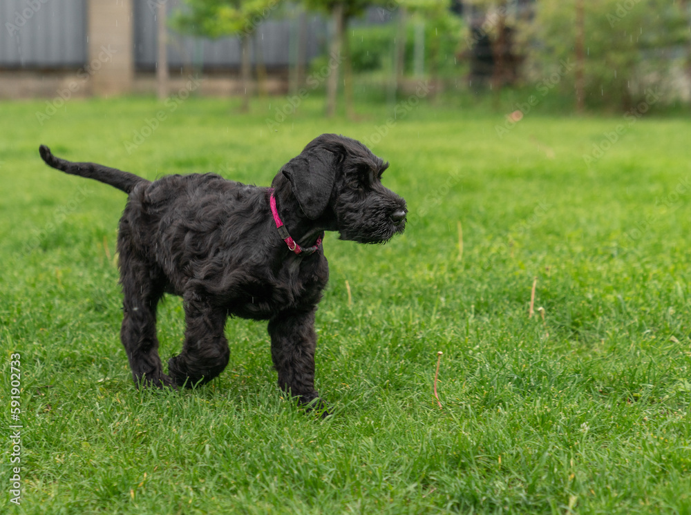 Young Black Riesenschnauzer or Giant Schnauzer dog on the grass. Young Black Riesenschnauzer or Giant Schnauzer dog on the grass.