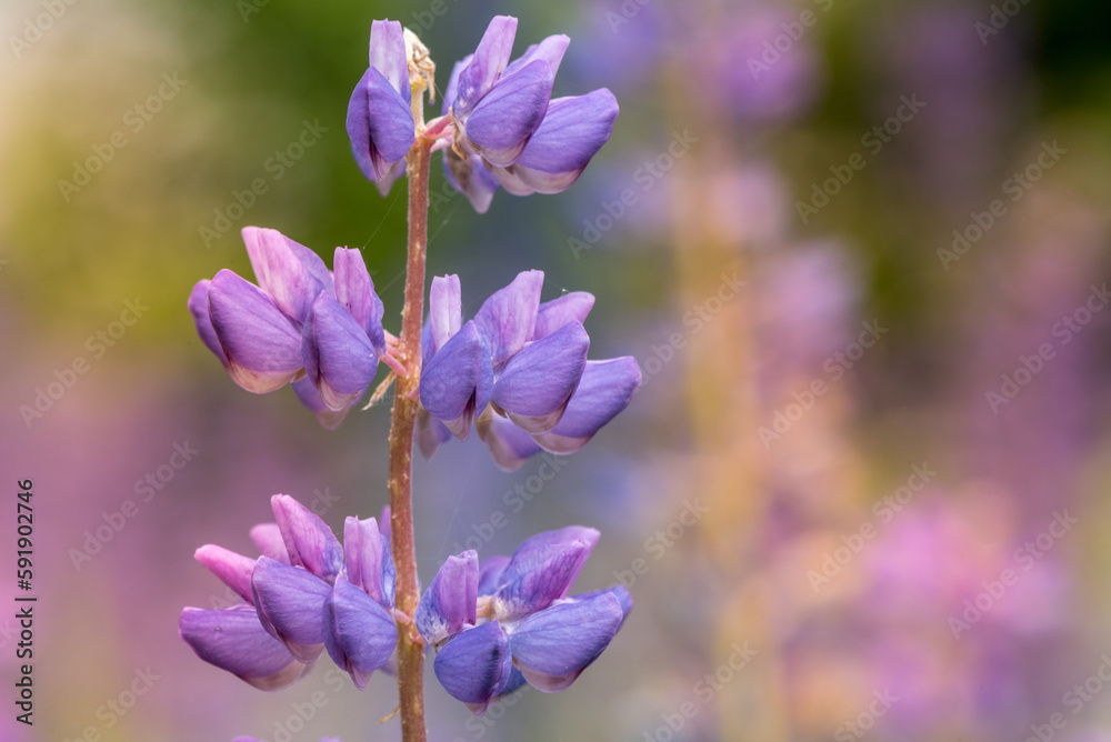 Macro Lupene Flower And Blurry Background. Bright Colors. Shallow DOF and Spider web Macro Lupene Flower And Blurry Background. Bright Colors. Shallow DOF and Spider web