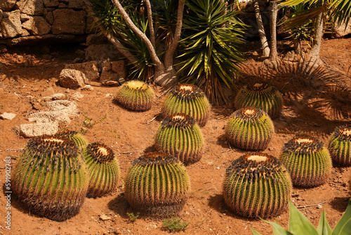 Round cacti on a cactus farm. Many large round cacti in park