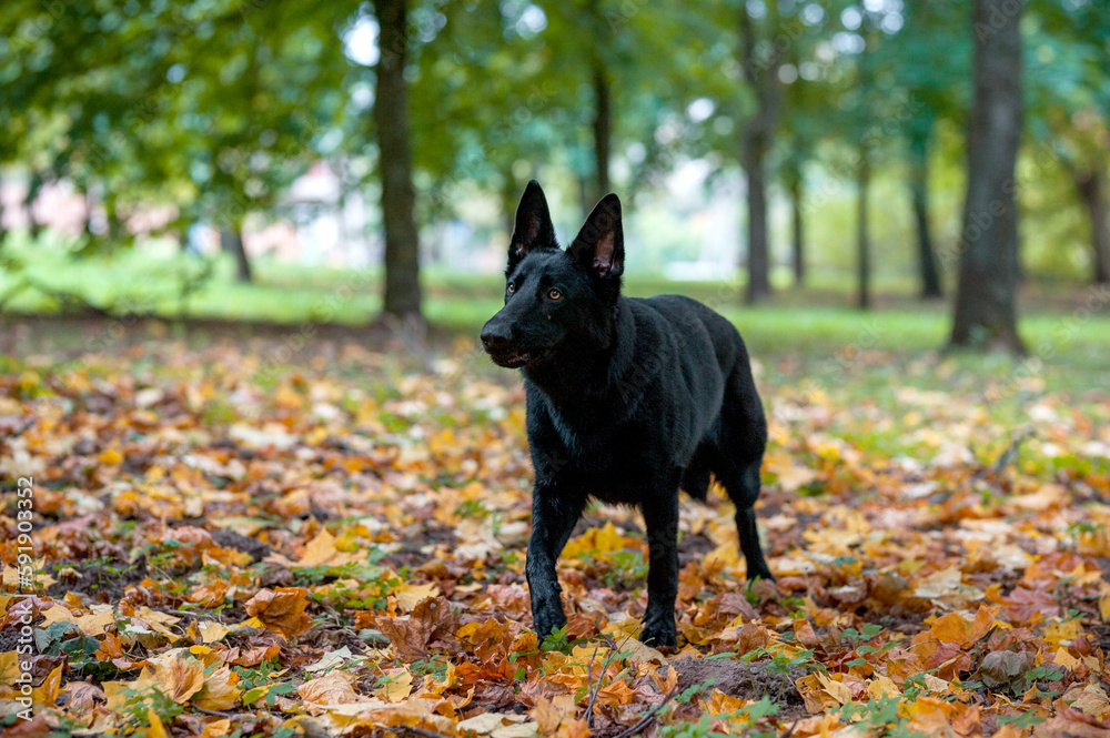 Black German Shepherd Dog Sitting on the grass. Autumn Leaves in Background Black German Shepherd Dog Sitting on the grass. Autumn Leaves in Background