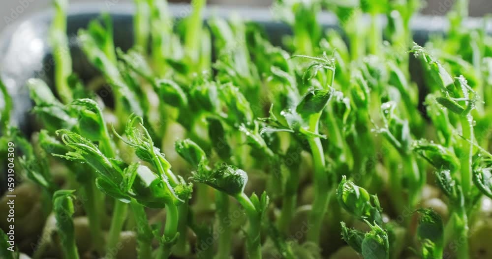 Pea microgreens growing in plastic container, baby sprouts, growing seedlings, micro green herbs, home vegetable garden, slow motion close up video, 4k footage Pea microgreens growing in plastic container, baby sprouts, growing seedlings, micro green herbs, home vegetable garden, slow motion close up video, 4k footage