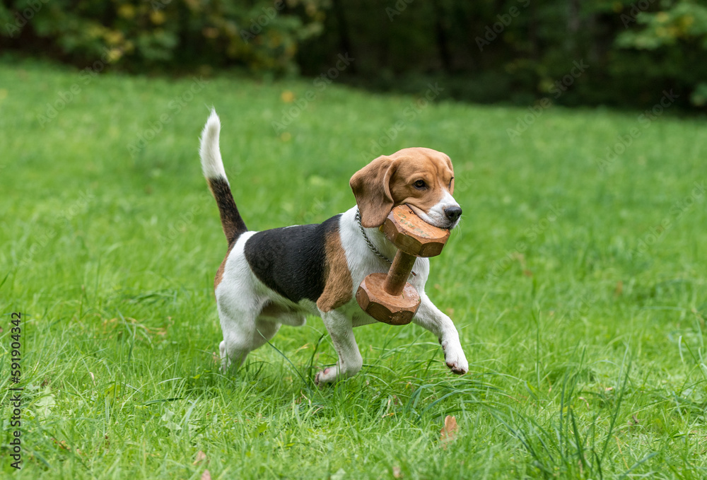 Beagle Dog Playing on the Grass With Wooden Toy. Autumn Background.