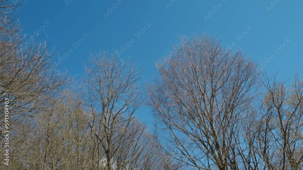 View from below from ground to bare branches of trees, forest swaying from the wind in warm sunny cloudless weather. Blue sky and silhouettes of trees. Nature and environment of South of Russia. View from below from ground to bare branches of trees, forest swaying from the wind in warm sunny cloudless weather. Blue sky and silhouettes of trees. Nature and environment of South of Russia.