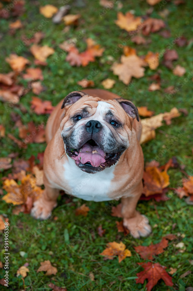 English Bulldog Dog Sitting on the Grass and Looking Up. Portrait