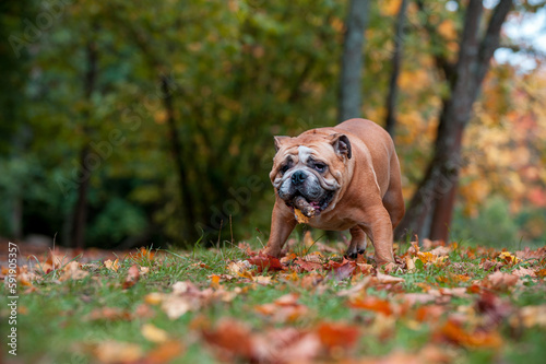 English Bulldog Dog Standing on the Grass. Branch of Tree in Mouth