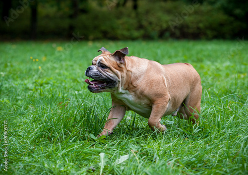 English Bulldog Dog Running on the Grass. Open Mouth