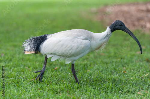 Australian white ibis. Threskiornis molucca photo