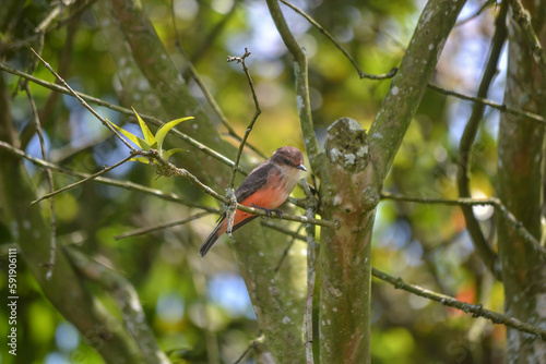Mosquero Cardenal photo