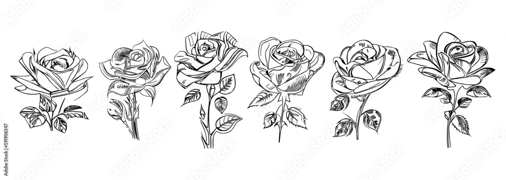 The Six Roses Coloring Book showcases six distinct roses, each with its unique design, portrayed through captivating illustrations.