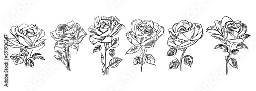 The Six Roses Coloring Book showcases six distinct roses, each with its unique design, portrayed through captivating illustrations.