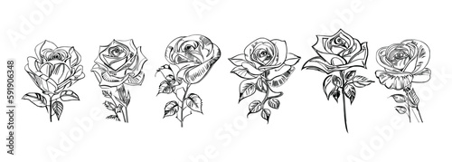 The Six Roses Coloring Book showcases six distinct roses, each with its unique design, portrayed through captivating illustrations.