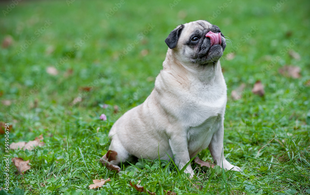 French Bulldog sitting on the grass. Looking Up. Tongue Out.