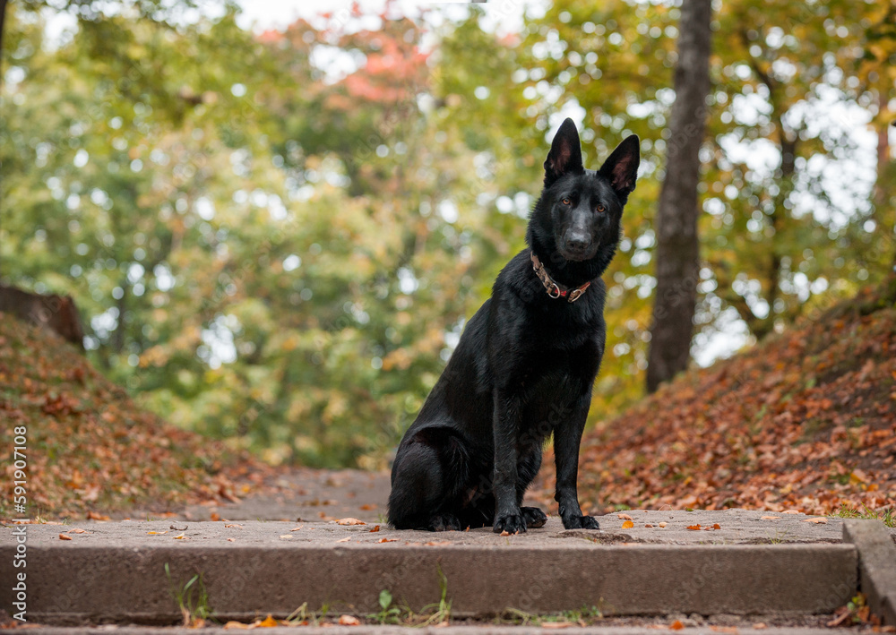Black German Shepherd Dog Sitting. Autumn Leaves in Background. Black German Shepherd Dog Sitting. Autumn Leaves in Background.