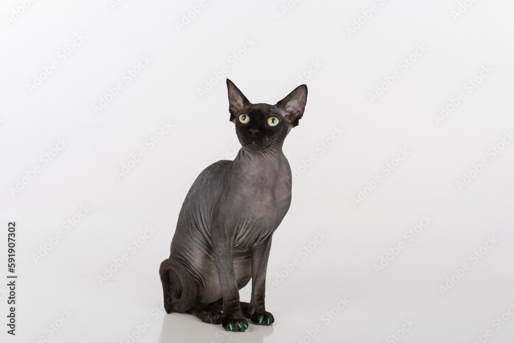 Curious Black Sphynx Cat with green nails. Isolated on white background. Looking Up.