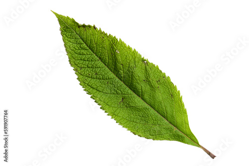 Green Leaf with Texture isolated on White Background.