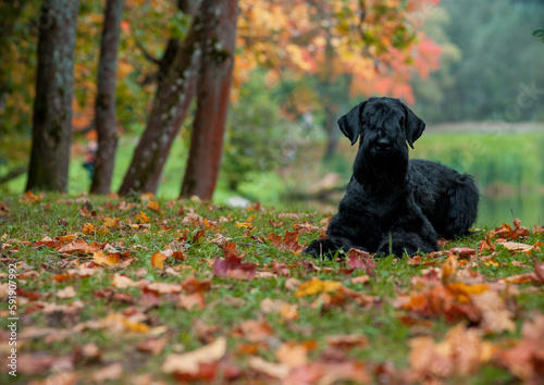 The Giant Schnauzer breed dog Lying on the grass. Also known as Riesenschnauzer. Autumn Background