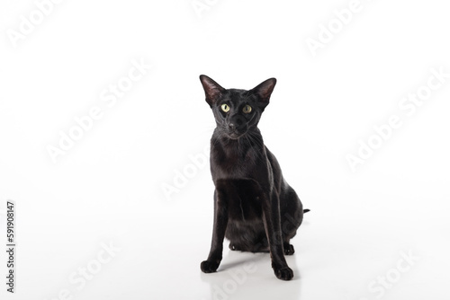 Curious Black Oriental Shorthair Cat Sitting on White Table with Reflection. White Background.