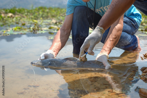 Sticker volunteers led by a biologist  injecting microchips to reproduce fish by the riv