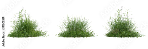 Collection green grass on transparent background 3d rendering png..