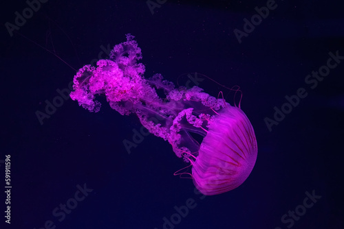 Two fluorescent jellyfish swimming underwater aquarium pool with pink neon light. The South American sea nettle chrysaora plocamia in blue water, ocean. Theriology, tourism, diving, undersea life.