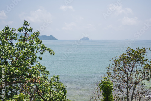 tree on the shore in Thailand