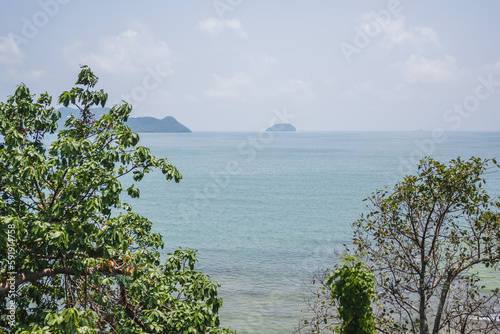 tree on the shore in Thailand