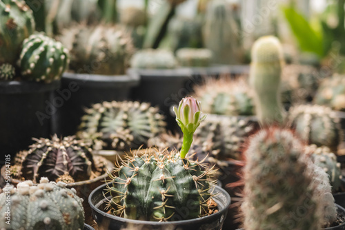 Closeup of blooming cactus flowers