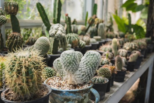 Closeup of cactus in greenhouse