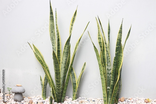Sansevieria trifasciata Prain is a beautiful ornamental and air purifying plant, characterized by long leaves with yellow stripes of the species. photo
