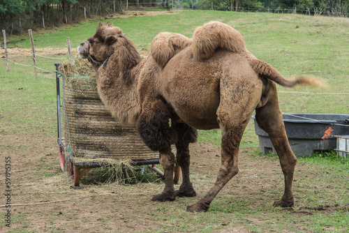 Camel near a hay bale in a meadow near the little village of La Motte-Ternant in the French region of the Bourgogne photo